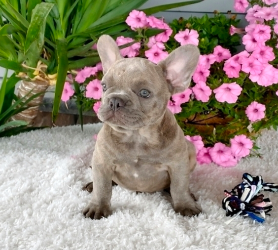 comprar cachorros sanos, baratos y asequibles para la venta